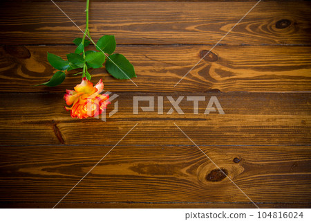 one red beautiful blooming rose on a wooden table 104816024