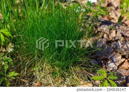 Spring forest landscape with fresh grass and windflowers outdoors Spring forest landscape with fresh grass and windflowers outdoors 104816147