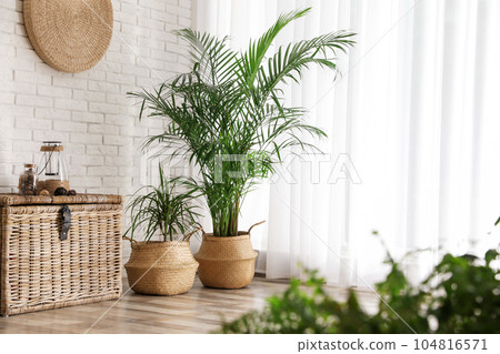 Beautiful green potted plants in stylish room interior 104816571