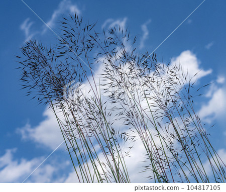 the blades of grass the blades of grass 104817105