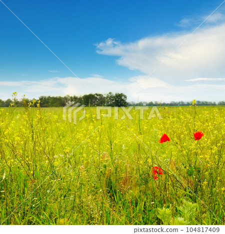 poppies on green field 104817409
