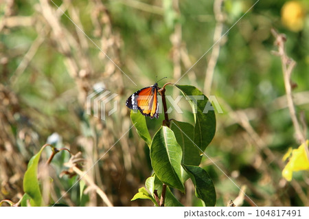 Butterflies sit on green plants Butterflies sit on green plants 104817491
