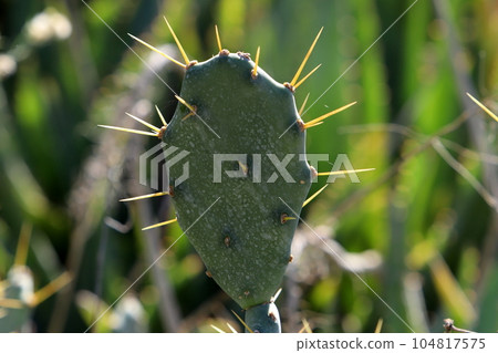 Sharp spines on tall cacti. 104817575