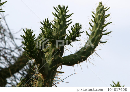 Sharp spines on tall cacti. Sharp spines on tall cacti. 104817608