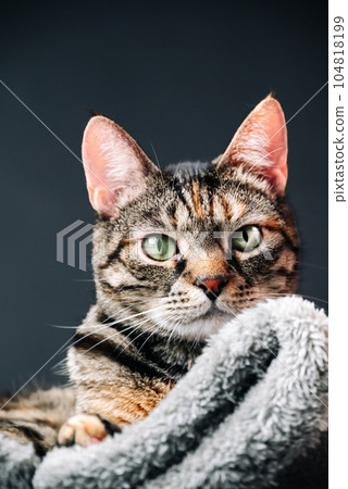 Focus on the eyes of the gray striped cat, conveying its emotions and individuality. 104818199