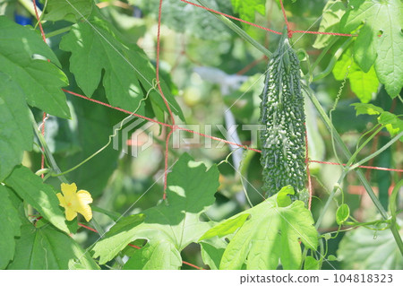 夏季蔬菜苦瓜 夏季蔬菜苦瓜 104818323