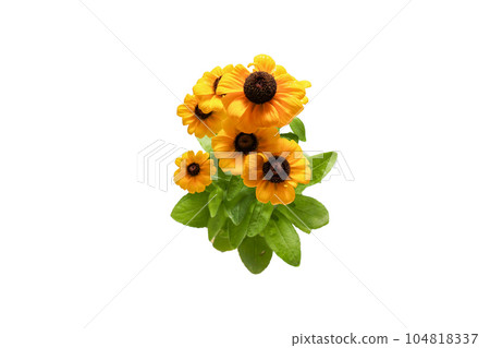 Bouquet of rudbeckia on white background Bouquet of rudbeckia on white background 104818337