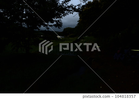 Fireflies dance above the rice paddies in Takegawa-cho, Hokuto City, as darkness approaches Fireflies dance above the rice paddies in Takegawa-cho, Hokuto City, as darkness approaches 104818357