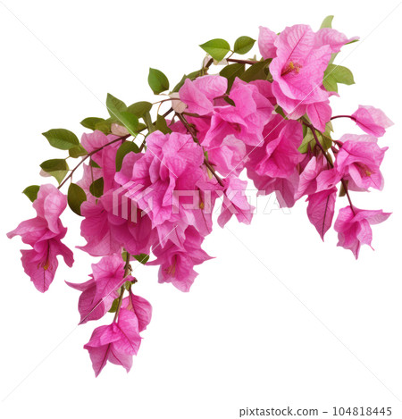 Pink Bougainvillea plants, Illustration AI Generative 104818445