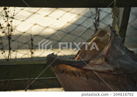 Fish with sharp teeth in drying cage in Norway Fish with sharp teeth in drying cage in Norway 104818702