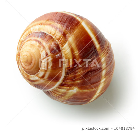 escargot snail on white background escargot snail on white background 104818794