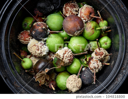 small green and damaged rotten apples small green and damaged rotten apples 104818800