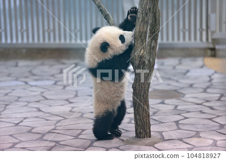 湯濱開始練習爬樹 104818927