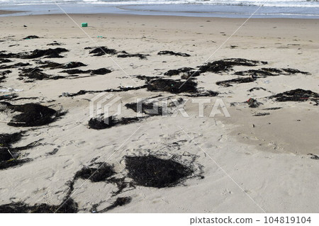 Seaweed and garbage on the seashore Floats on the coast 104819104