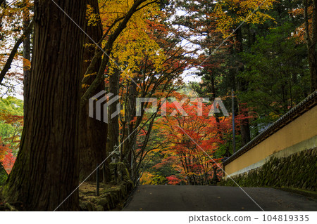 Fall foliage at Mihara Buttsu-ji Temple The earthen wall of the approach and the autumn foliage tunnel 104819335