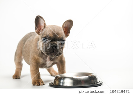 Cute french bulldog puppy with his bowl on a white background. 104819471