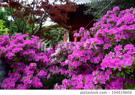 上野寬永寺的“大紫杜鵑” 上野寬永寺的“大紫杜鵑” 104819608
