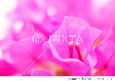 鮮豔的紅色九重葛花為夏天增添色彩“品味熱帶風情” 104819784