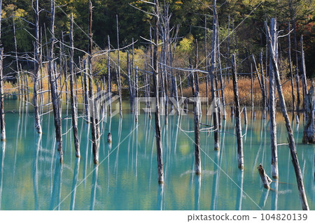 美瑛北海道的藍塘 104820139