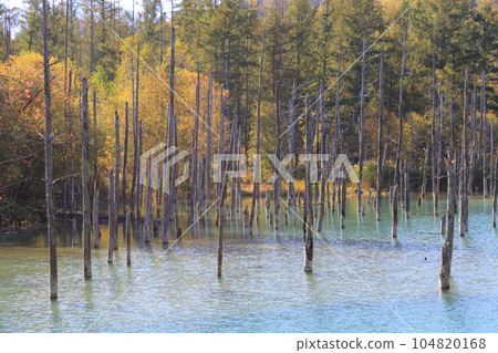 Blue Pond of Biei Hokkaido Blue Pond of Biei Hokkaido 104820168