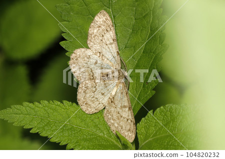 Usba Miss Jeda Shak 104820232