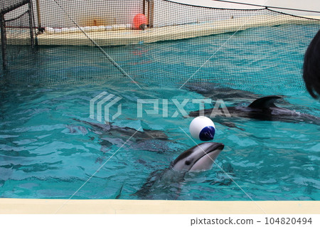Cute dolphin show 104820494