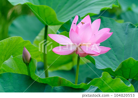 Ancient lotus and bee 104820553