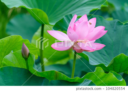 Ancient lotus and buds 104820554