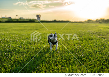 boston terrier playing ball boston terrier playing ball 104820559