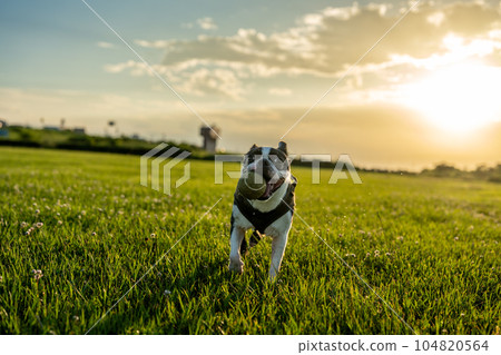 boston terrier playing ball boston terrier playing ball 104820564
