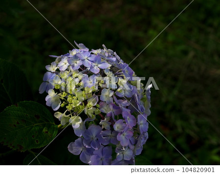 色彩繽紛的繡球花盛開 色彩繽紛的繡球花盛開 104820901