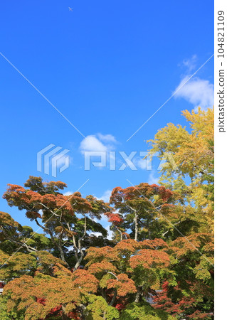 成田山公園和成田山新勝寺的秋葉 104821109