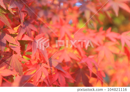 Naritasan Park and autumn leaves at Naritasan Shinshoji Temple Naritasan Park and autumn leaves at Naritasan Shinshoji Temple 104821116