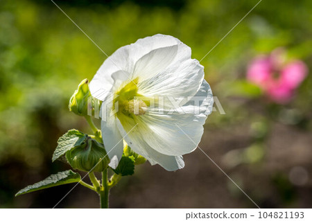 白站花 白站花 104821193