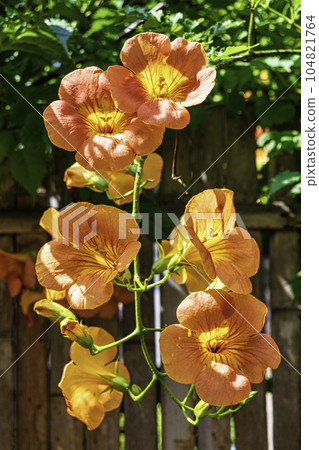 Tokyo Metropolitan Garden, Mukojima Hyakkaen, Trumpet Creeper Flowers, Nationally Designated Place of Scenic Beauty Tokyo Metropolitan Garden, Mukojima Hyakkaen, Trumpet Creeper Flowers, Nationally Designated Place of Scenic Beauty 104821764