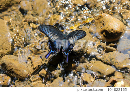 A beautiful Crow Swallowtail feeding on the waterside of a bright stream (using a macro lens, natural light, close-up photo) 104822165