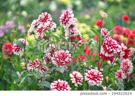 Dahlia Sera Kogen Farm 104823024