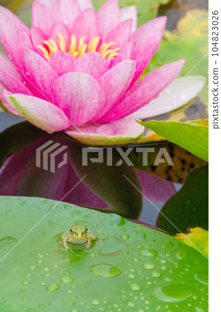 Water lily and frog 104823026
