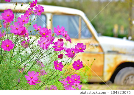 波斯菊 秋櫻 秋 車馬 廣島 Sera Sera Yurien Hana no Eki Sera 波斯菊 秋櫻 秋 車馬 廣島 Sera Sera Yurien Hana no Eki Sera 104823075