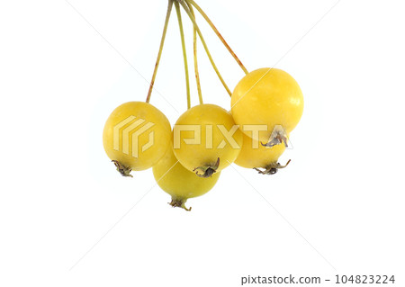 Wild apple (Malus sylvestris) isolated on white Wild apple (Malus sylvestris) isolated on white 104823224