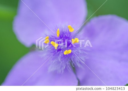 Blooming in summer, the fluffy stamens of the purple flowering spiderwort are cute. 104823413