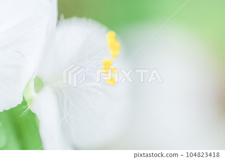 Purple spiderwort "white" with cute fluffy stamens blooming in summer 104823418