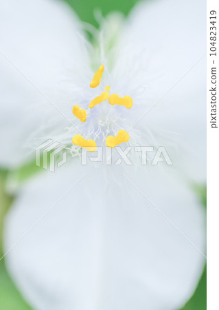 紫色蜘蛛草“白色”,可愛蓬鬆的雄蕊在夏天盛開 紫色蜘蛛草“白色”,可愛蓬鬆的雄蕊在夏天盛開 104823419