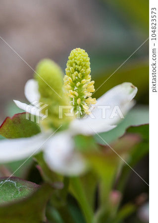 The medicinal herb "Dokudami" that blooms in the corner of the garden is lovely and cute. 104823573