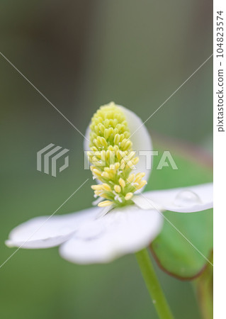 The medicinal herb "Dokudami" that blooms in the corner of the garden is lovely and cute. 104823574