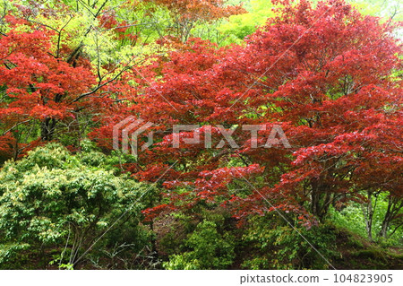 Ikuno Ginzan Spring Maple Ikuno Ginzan Spring Maple 104823905
