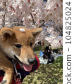 Cherry blossoms and Shiba Inu 104825024