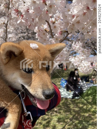 Cherry blossoms and Shiba Inu Cherry blossoms and Shiba Inu 104825024