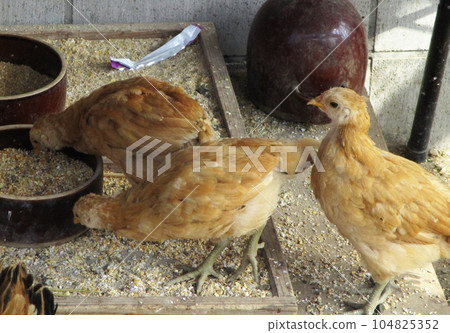 Chicken Chicken 104825352