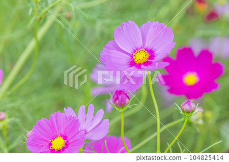 Cosmos Sakura Furusato Hiroba 104825414